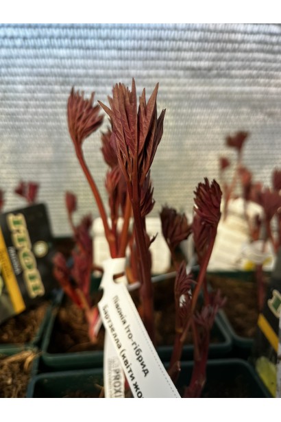 Пион Ито-гибрид Бартзелла купить в контейнере 4л